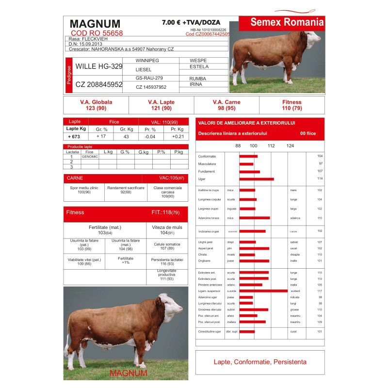 Magnum