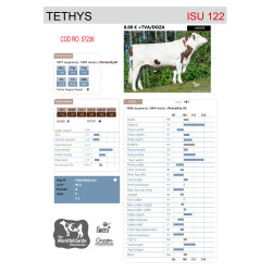 Tethys