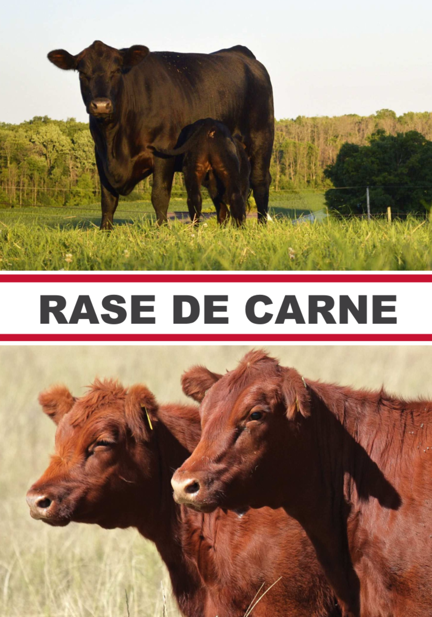 Catalog 2